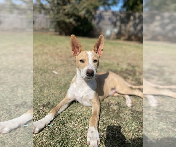 Medium Photo #14 American Pit Bull Terrier-Chihuahua Mix Puppy For Sale in OKLAHOMA CITY, OK, USA
