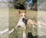Small #13 American Pit Bull Terrier-Chihuahua Mix