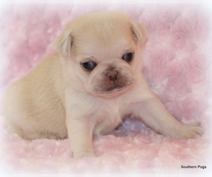 Pug Puppy for sale in WINNSBORO, TX, USA