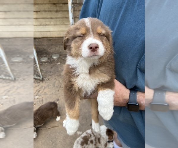 Medium Photo #2 Australian Shepherd Puppy For Sale in TOW, TX, USA