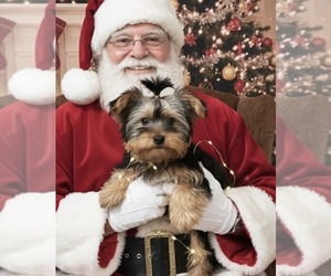 Yorkshire Terrier Puppy for sale in PEEBLES, OH, USA