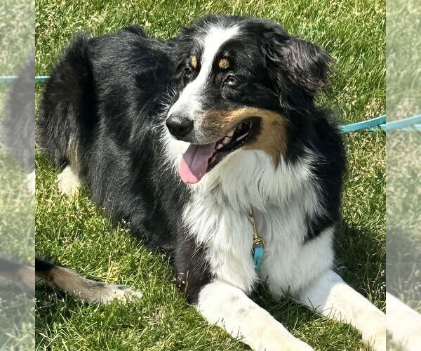 Medium Photo #3 Australian Shepherd Puppy For Sale in Techny, IL, USA