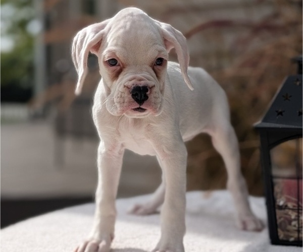 Medium Photo #4 Boxer Puppy For Sale in GOSHEN, IN, USA