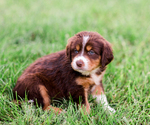 Small Photo #2 Australian Shepherd Puppy For Sale in ARODA, VA, USA