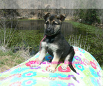 Small #1 German Shepherd Dog
