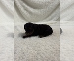 Small Photo #16 Cavapoo mix (+ Poodle Miniature) Puppy For Sale in MUNFORDVILLE, KY, USA