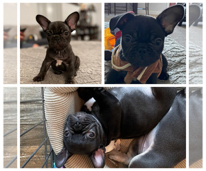 French Bulldog Puppy for sale in MOOREFIELD, WV, USA
