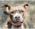 Small #2 Bullboxer Pit