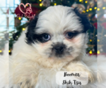 Small Photo #3 Shih Tzu Puppy For Sale in ELMHURST, IL, USA