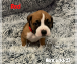 Small Photo #9 Boxer Puppy For Sale in WEST COLUMBIA, SC, USA