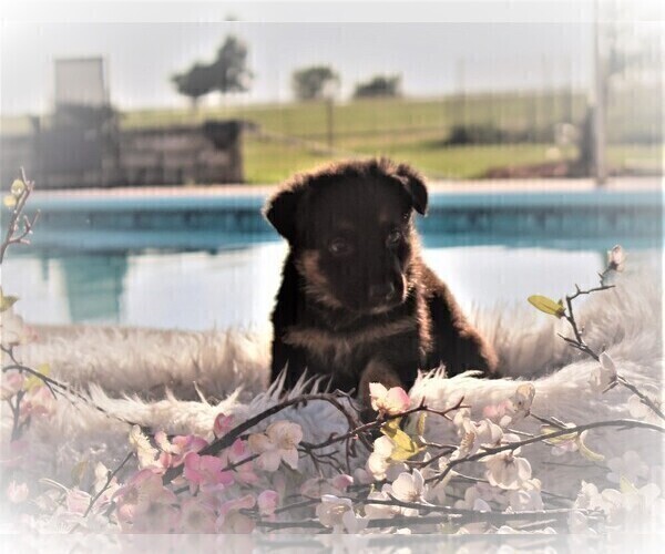Medium Photo #5 German Shepherd Dog Puppy For Sale in CALDWELL, TX, USA