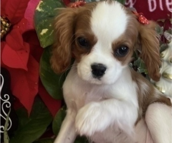 Medium Photo #9 Cavalier King Charles Spaniel Puppy For Sale in ABILENE, TX, USA