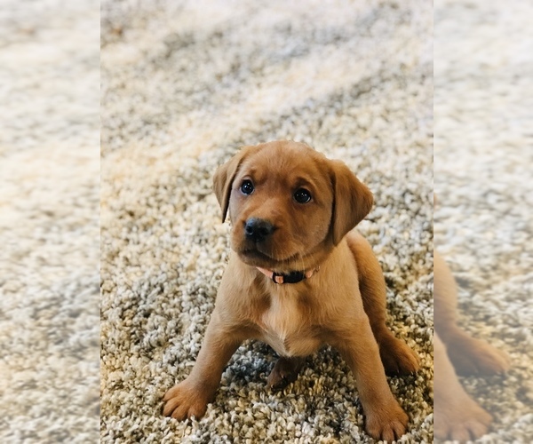 Medium Photo #1 Labrador Retriever Puppy For Sale in STEVENS, PA, USA