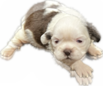 Puppy 2 Shih Tzu
