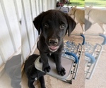 Small Photo #9 Shepradors Puppy For Sale in GLADYS, VA, USA