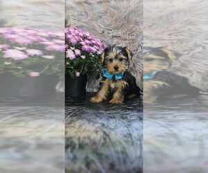 Yorkshire Terrier Puppy for sale in INDIANAPOLIS, IN, USA
