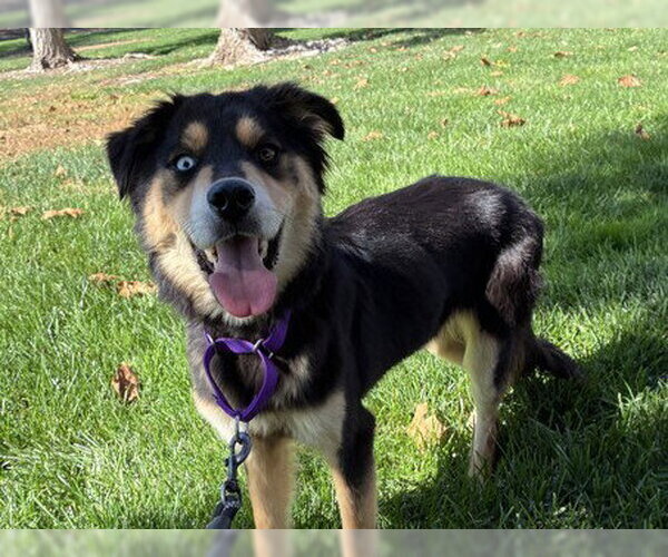 Medium Photo #1 Gerberian Shepsky Puppy For Sale in Martinez, CA, USA
