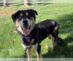 CARMEL - Female Gerberian Shepsky Dog for Adoption - Small photo