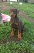 Small Photo #3 Doberman Pinscher Puppy For Sale in VALLEY CENTER, CA, USA