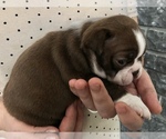Small Photo #4 Boston Terrier Puppy For Sale in MARYSVILLE, WA, USA