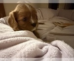 Small Cavalier King Charles Spaniel