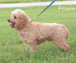 Small Photo #1 Cockapoo Puppy For Sale in WAYNE CITY, IL, USA