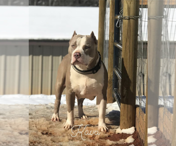 Medium Photo #1 American Bully Puppy For Sale in PICKENS, SC, USA