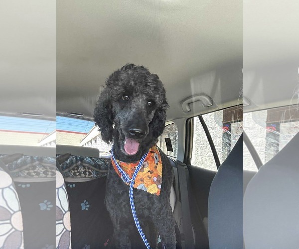 Medium Photo #5 Poodle (Standard) Puppy For Sale in Munford, TN, USA