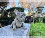 Small #214 French Bulldog