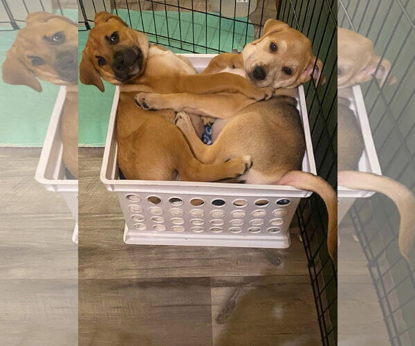 Medium Photo #21 Retriever -Unknown Mix Puppy For Sale in Holly Springs, NC, USA