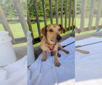 Small #1 Dachshund-Labrador Retriever Mix