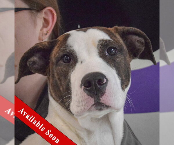 Medium Photo #1 American Bulldog-American Staffordshire Terrier Mix Puppy For Sale in Huntley, IL, USA