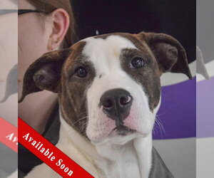 American Bulldog-American Staffordshire Terrier Mix Dogs for adoption in Huntley, IL, USA