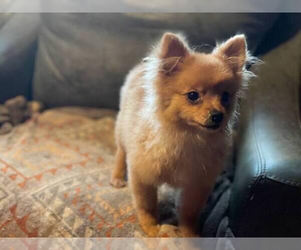 View Ad Pomeranian Puppy for Sale near Massachusetts
