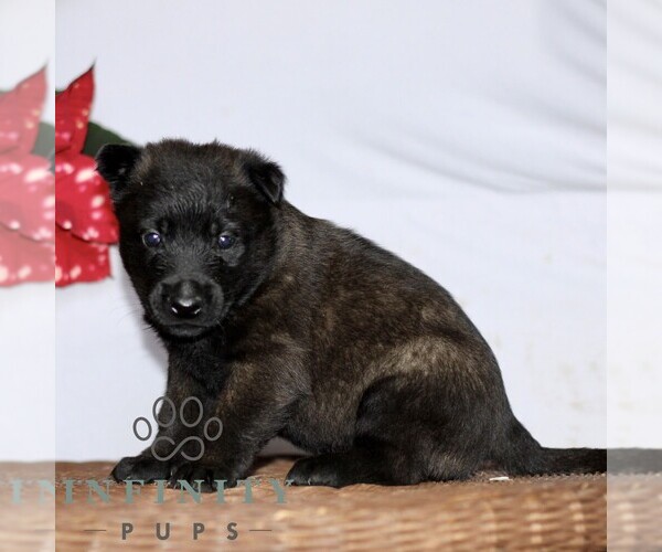 Medium Photo #2 Belgian Malinois Puppy For Sale in STRASBURG, PA, USA