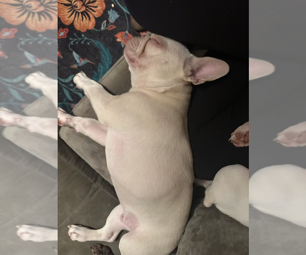 Medium Photo #3 French Bulldog Puppy For Sale in SACRAMENTO, CA, USA