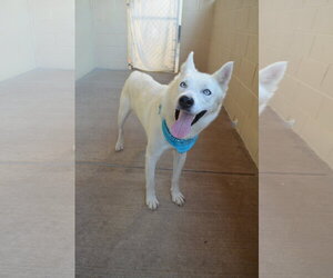 Scone - Male Siberian Husky-Unknown Mix Dog for Adoption - Photo #2