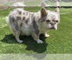 Small Photo #1 French Bulldog Puppy For Sale in SOUTH GATE, CA, USA