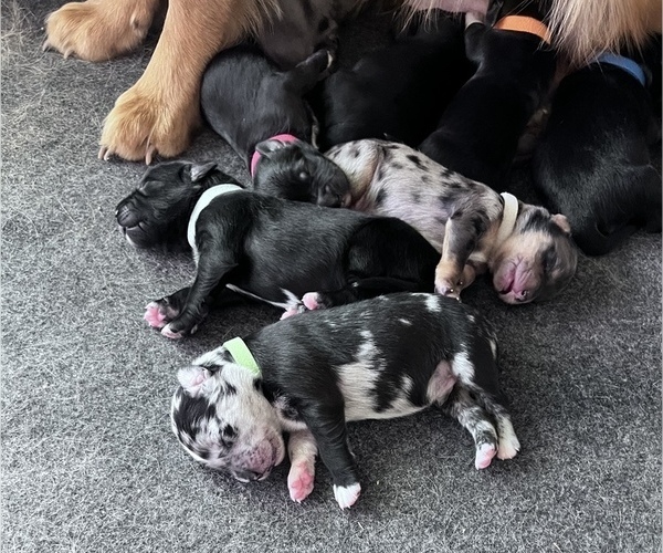 Medium Photo #6 Border Collie-Golden Retriever Mix Puppy For Sale in OVERLAND PARK, KS, USA