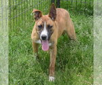 Small #9 Boxer-Bull Terrier Mix