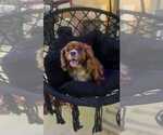 Small Cavalier King Charles Spaniel