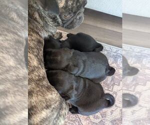 Pug Puppy for sale in BLUFF DALE, TX, USA