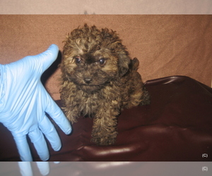 Poodle (Toy) Puppy for sale in BAKERSFIELD, CA, USA