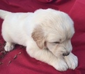 Small Photo #1 Pyredoodle Puppy For Sale in LIBERTY, MS, USA