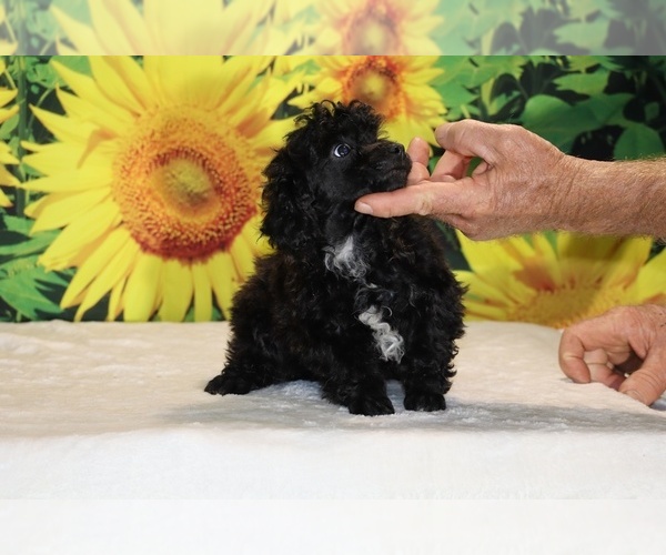Medium Photo #40 Poodle (Toy) Puppy For Sale in DYERSBURG, TN, USA