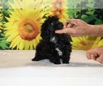 Jasper - Male Poodle (Toy) Puppy for Sale - Photo #40