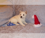 Small Photo #3 Shiba Inu Puppy For Sale in WILLIMANTIC, CT, USA