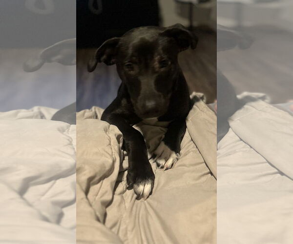 Medium Photo #1 American Staffordshire Terrier-Labrador Retriever Mix Puppy For Sale in McKinney, TX, USA