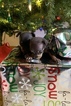 Small Photo #24 Miniature Pinscher Puppy For Sale in BULGER, PA, USA