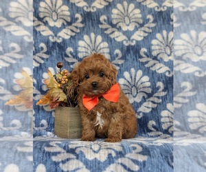 Cavapoo Puppy for sale in NEW PROVIDENCE, PA, USA